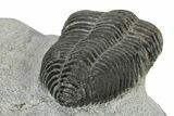 Pliomera Fischer Trilobite - Slemestadt, Norway #181845-4